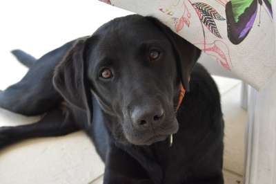 拉布拉多 狗 动物 可爱 犬类 犬齿 小狗 黑色拉布拉多