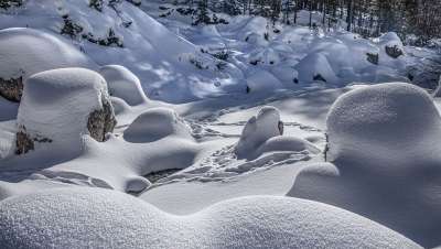 冬天 雪 森林 冬季景观