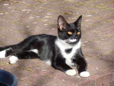 猫 太阳 平静的