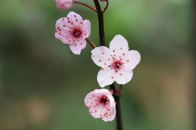 李子 梅花 花枝 春天 花瓣 开花 自然 关闭 盛开的树枝