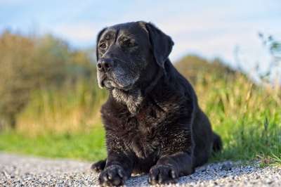拉布拉多犬 狗 黑色的 宠物 动物 猎犬 高级的 灰色的