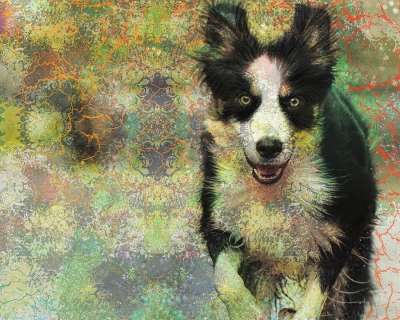 狗 跑步 抽象 犬类 积极的 行动 动物 宠物 运动