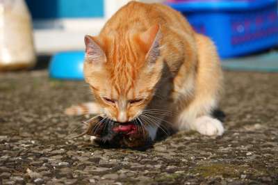 猫 小猫 捕食者 鼠 打猎 吃下去 家猫 红虎斑 红猫