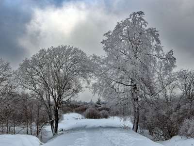 冬天 雪 寒冷的 冬季景观 下雪的 树 逆光 森林 景观