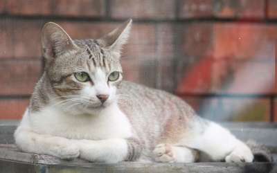 猫 动物 狗 舔 毛茸茸的 老虎 狮子 狐狸 眼睛 狗狗
