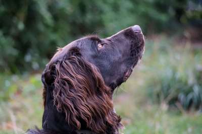 德国鹌鹑狗 狗 宠物 德国猎犬 男性 动物 家犬 犬类 哺乳动物