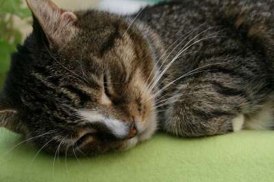 家猫 猫 Katzenkopf 宿醉 猫脸 鲭鱼