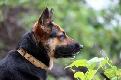 狗 动物 德国牧羊犬 黑色