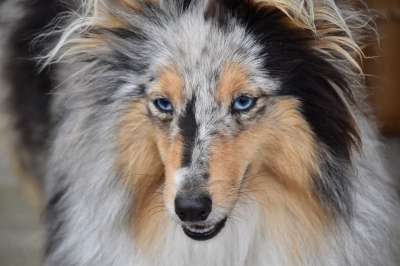 狗 设得兰群岛牧羊犬 年轻的狗 狗肖像 接下来的狗 蓝眼睛 纯种狗