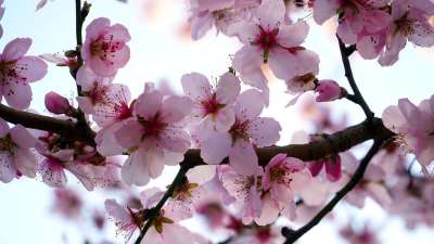 杏仁树 开花 杏仁花 春天 粉色的 自然