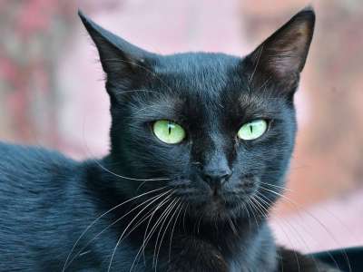 黑猫 蓬松的 眼睛 胡须 幽灵般的 宠物 哺乳动物 国内的 动物