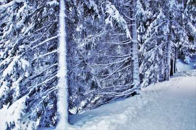 冰冷的 冬季 森林 雪 田园 白色的 冬天的树 似雪 Dec