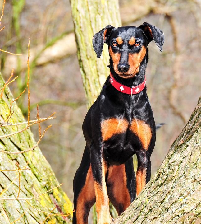 动物 狗 短毛猎犬 德国短毛猎犬 黑色的 棕色的 树 站立 衣领
