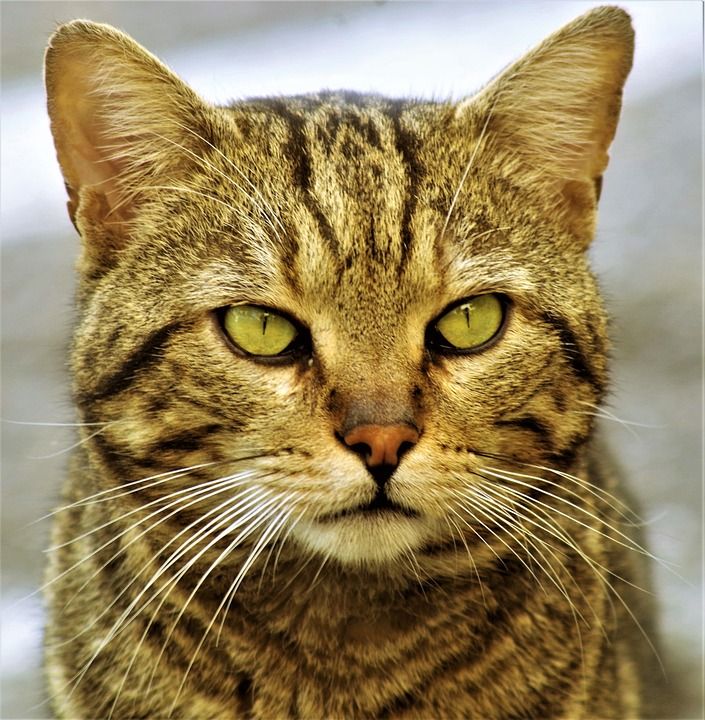 猫咪 猫 斑猫 欧洲猫 流浪猫