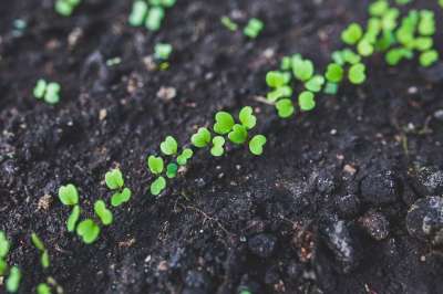 芝麻菜 苗 植物 年轻 宣传单张 绿色 生态 健康 自然 花园