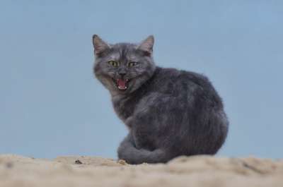 猫 海滩 年轻的猫