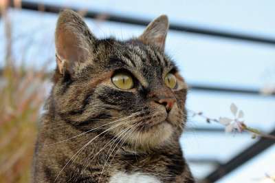 猫 动物 鲭鱼 家畜 家猫 猫眼 眼睛 Katzenkopf