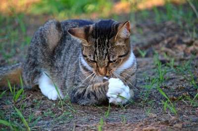 猫 小猫 猎物 打猎 鲭鱼 虎猫 家猫 家畜