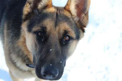 狗 犬类 宠物 动物 哺乳动物 可爱的 肖像 小狗 谱系 眼睛