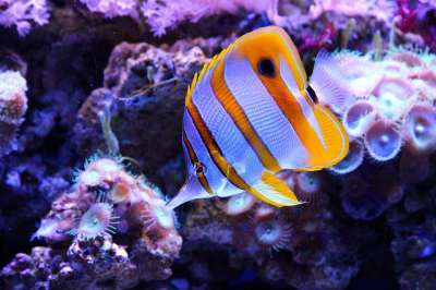 蝴蝶鱼 鱼 Chelmon Rostratus 镊子 动物 海鱼