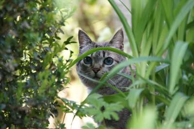 宿醉 动物 花园 猫 隐藏