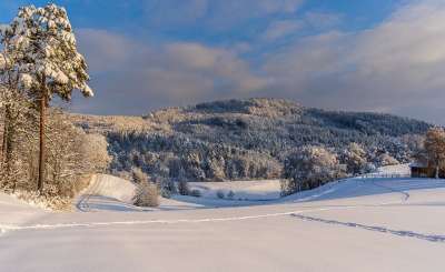 冬天 山 雪 景观 树木 农村 雪堆 雪路径 冬季景观 苏黎世
