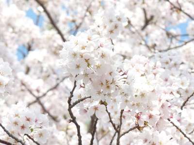 春天 樱花盛开 花