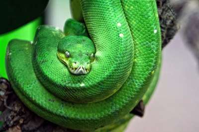 线 有毒 绿色 树蛇 爬虫 危险的 玻璃容器 绿树蟒 生物