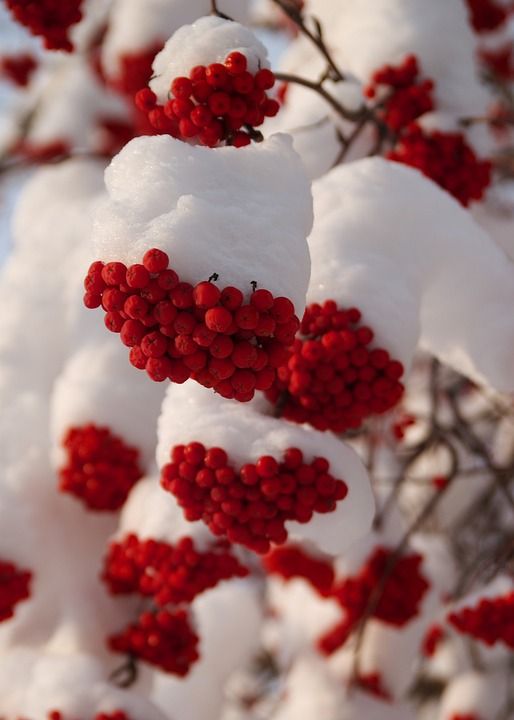 冬天 罗恩浆果 大自然 雪 红色浆果
