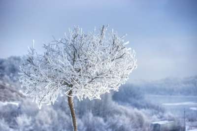 自然 冬天 季节 户外 树 霜 森林