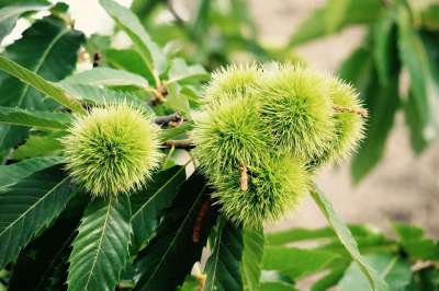 秋天 板栗 栗子 卷曲 水果 林 自然 季节 树 植物