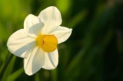 花园 水仙花 春天 花 开花 春天的花朵 关闭