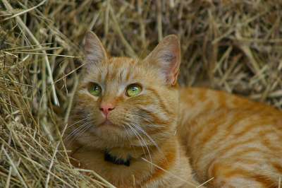 猫 基蒂 猫科动物 脸 宠物 国内的 小猫 可爱的 看着