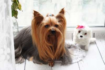 约克 狗 约克夏 小狗 小猎犬 纵向 迷人 伴侣 宠物 自然