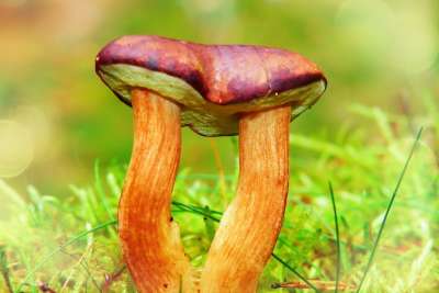 Podgrzybki 暹罗猫 心 爱 关 植被 性质 外部 特写