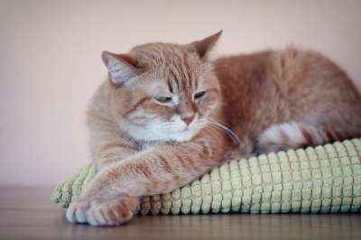 猫 红猫 小猫 可爱 毛皮 梦 眼睛 美容 动物