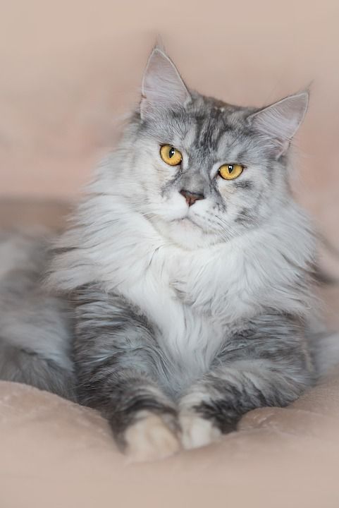 猫 白色的 银 眼睛 猫科动物