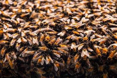 蜜蜂 蜂巢 六边形 蜂窝 忙碌的蜜蜂 蜜糖 昆虫 甲虫，昆虫