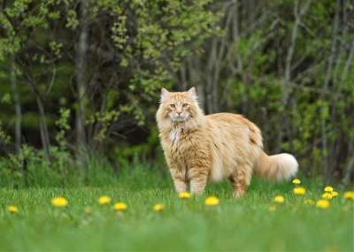 猫 宠物 生姜 橙色的 花朵 猫科动物 可爱的 动物 基蒂