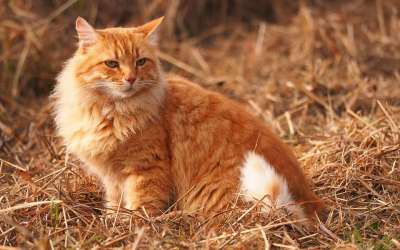 动物 猫 自然 猫科动物