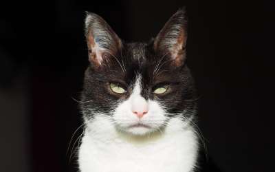 动物 猫 肖像 猫科动物