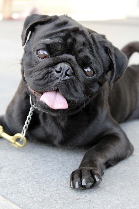 训犬 黑哈巴狗 狗 宠物 动物 可爱的 小狗 有趣的 小的