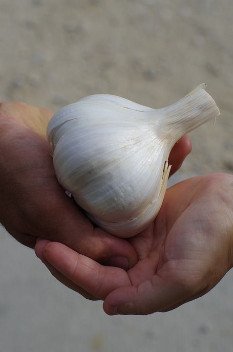 大蒜 大蒜头大象 大蒜球 自然 收获 栽培大蒜 食物 蔬菜 文化