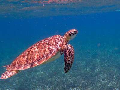 龟 伯利兹 海洋 热带 海 自然 水下 勘探 蓝色的大海