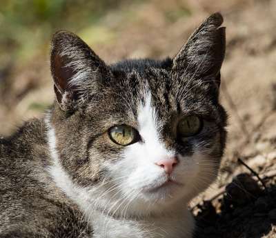 猫 家猫 动物 野生动物 哺乳动物 鲭鱼 白色的