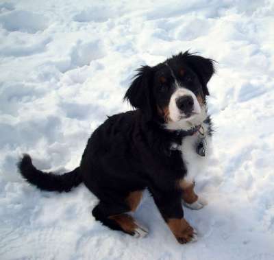 雪 狗 Berner 森嫩狗 山 小狗 母狗