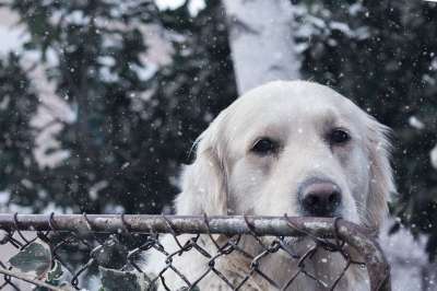 狗 宠物 猎犬 白色的 动物 可爱的 犬类 小狗 谱系 快乐的