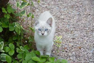 小猫 看 蓝眼睛 婴儿 猫 猫科动物 动物 猫看 家畜 小的