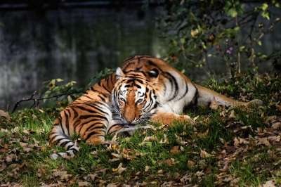老虎 大猫 捕食者 野猫 危险的 动物园 动物 猫 自然
