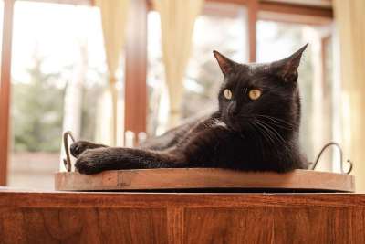 动物 猫 猫科动物 宠物 黑猫 毛皮 胡须 哺乳动物